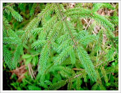 Trees of the Adirondacks:  Red Spruce on the Barnum Brook Trail at the Paul Smiths VIC (28 July2012)