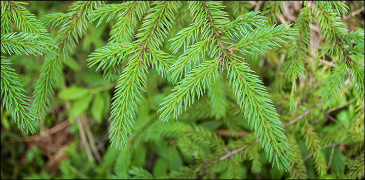 Trees of the Adirondacks: Red Spruce on the Barnum Brook Trail (28 July 2012)