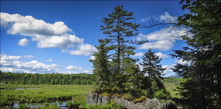 Trees of the Adirondacks: Eastern White Pine growing on a rock island in Heron Marsh.  From the Barnum Brook Trail overlook (31 May 2014)