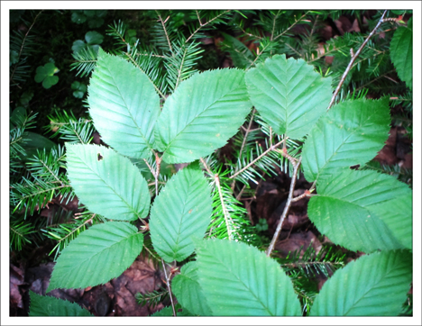 Trees of the Adirondacks:  Yellow Birch on the Barnum Brook Trail at the Paul Smiths VIC (28 July 2012)