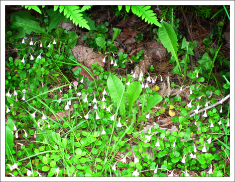 Adirondack Wildflowers:  Twinflower in bloom at the Paul Smiths VIC (8 June 2012)