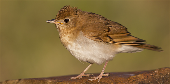 Boreal Birds of the Adirondacks: Veery. Photo by Larry Master. www.masterimages.org Boreal Birds of the Adirondacks: Veery. Photo by Larry Master. www.masterimages.org