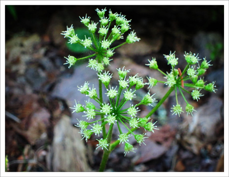 Adirondack Wildflowers:  Wild Sarsaparilla in bloom at the Paul Smiths VIC (26 May 2012)