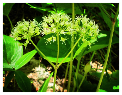 Adirondack Wildflowers:  Wild Sarsaparilla blooming at the Paul Smiths VIC (3 June 2011)