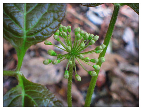 Adirondack Wildflowers: Wild Sarsaparilla in bud at the Paul Smiths VIC (20 May 2012)