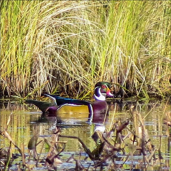 Birds of the Adirondack Mountains: Male Wood Duck on Heron Marsh at the Paul Smiths VIC (24 September 2014)