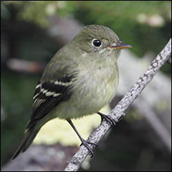 Boreal Birds of the Adirondacks: Yellow-bellied Flycatcher. Photo by Larry Master. www.masterimages.org. Used by permission. Boreal Birds of the Adirondacks: Yellow-bellied Flycatcher. Photo by Larry Master. www.masterimages.org. Used by permission.