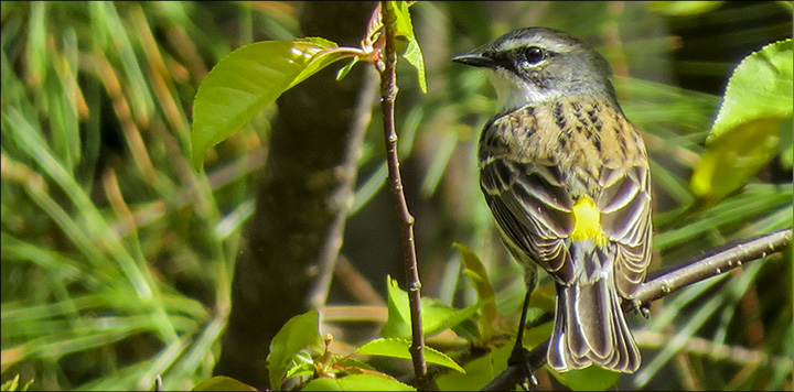 Adirondack Birding at the VIC: Yellow-rumped Warbler near the Paul Smiths VIC Parking Lot (17 May 2015))